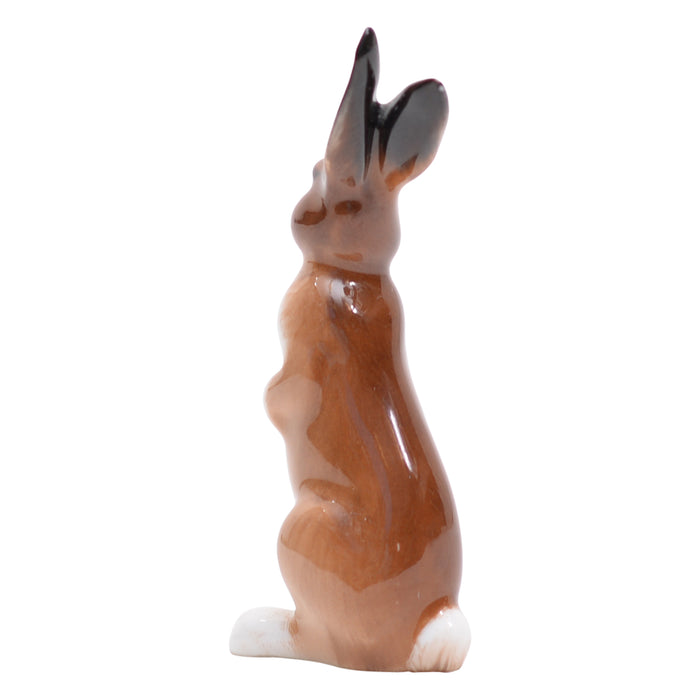 Hare seated