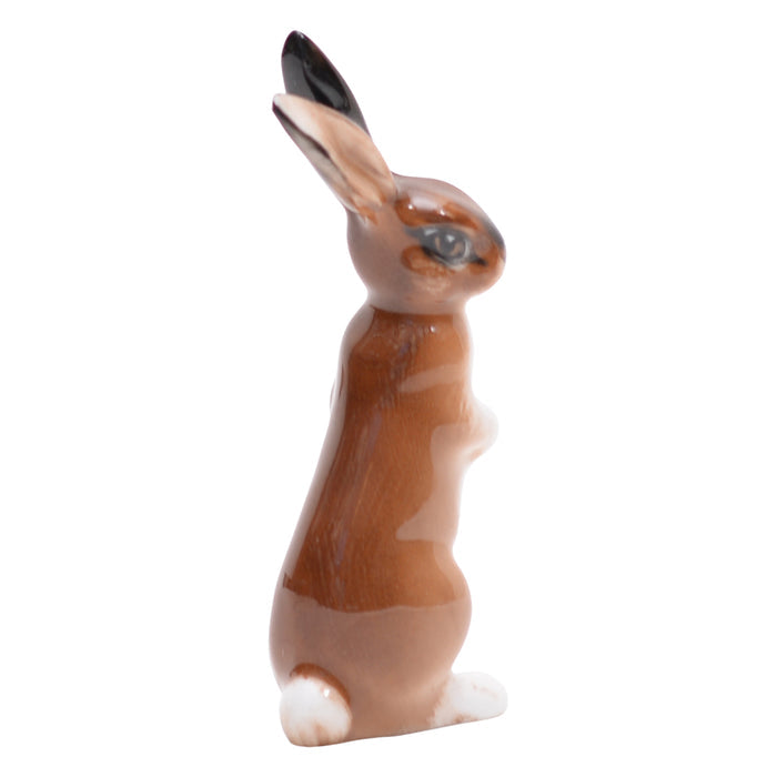Hare seated