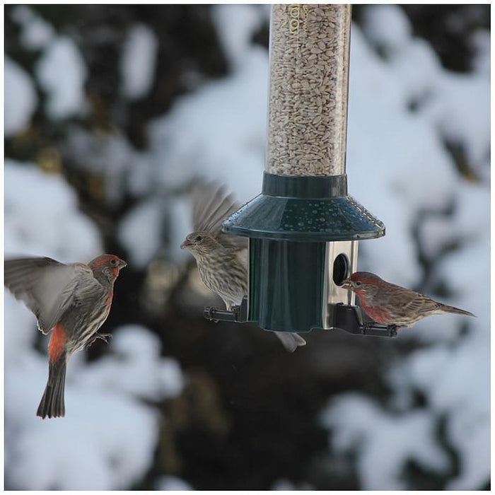 PestOff Birdfeeder by Roamwild-Bird Feeder-Roamwild-Top Notch Gift Shop